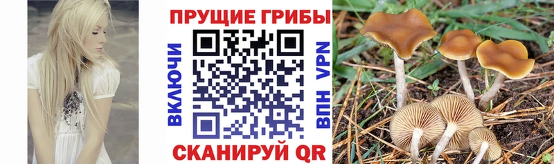 даркнет сайт  Красноуральск  Галлюциногенные грибы MAGIC MUSHROOMS 